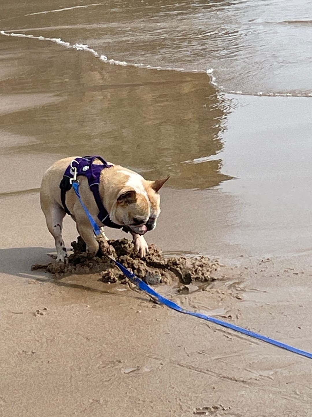 Customer photo review of Air Mesh Harness - Anti-Pull, With Handle, Non Restrictive & Adjustable - Purple