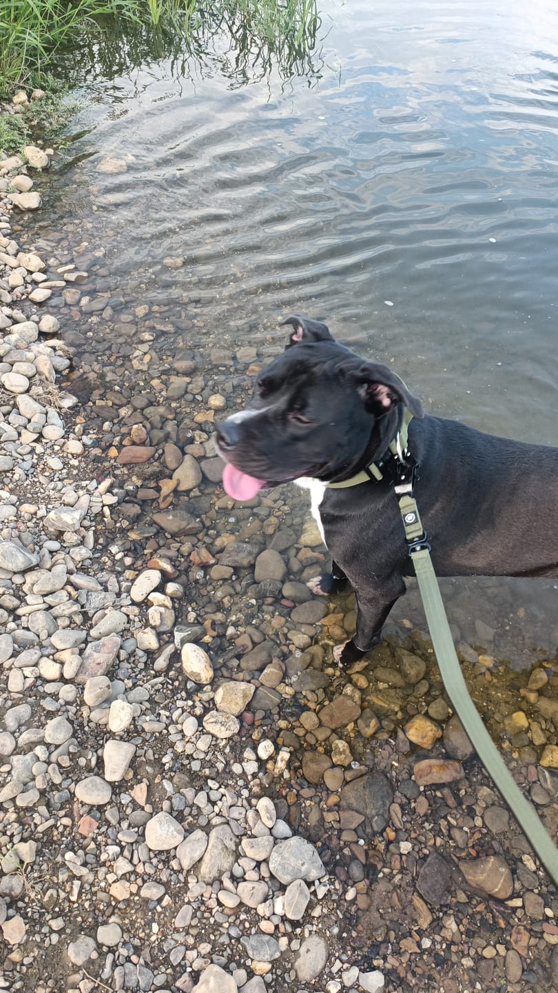 Customer photo review of 5cm Combat® Collar | With Handle & Rated Clip - Khaki v2.0