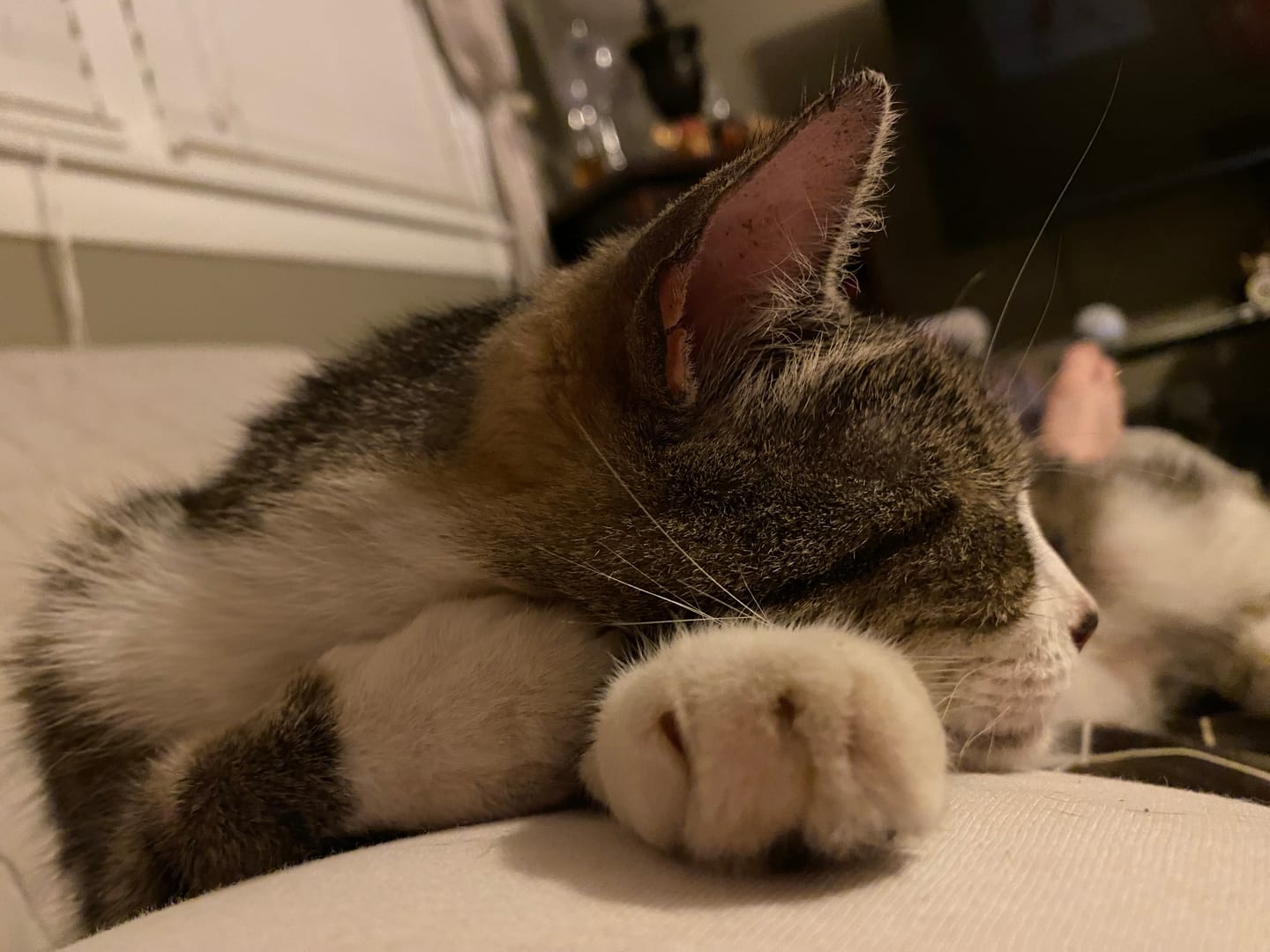 Customer photo review of Mange Treatment for Cats - Treats Feline Sarcoptic & Demodectic Mange, Scabies & Ear Mites