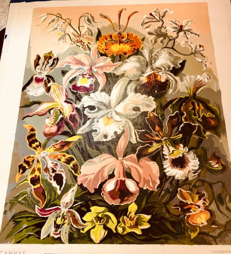 Customer photo review of Orchidae - Paint by Numbers