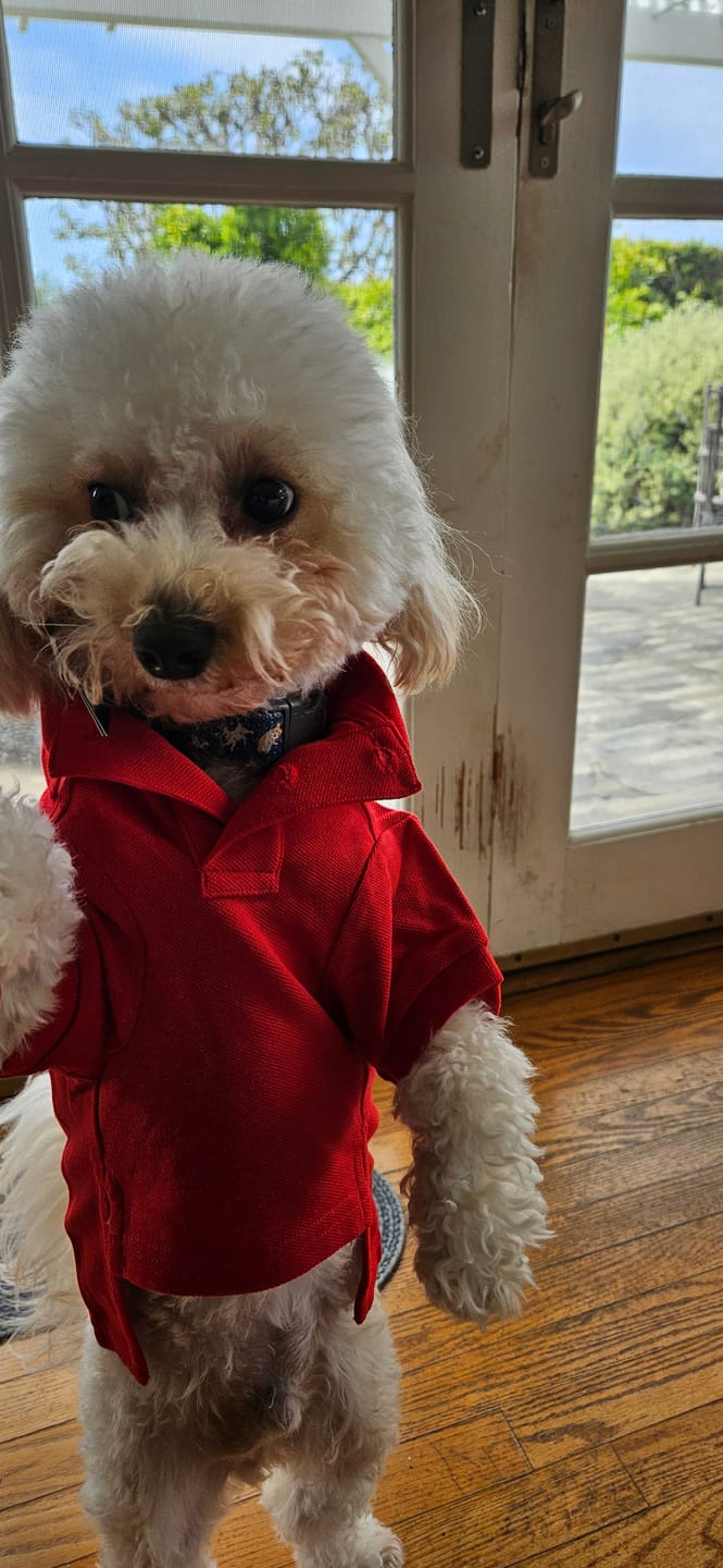 Customer photo review of Polo Ralph Lauren Big-Pony Mesh Dog Polo Shirt