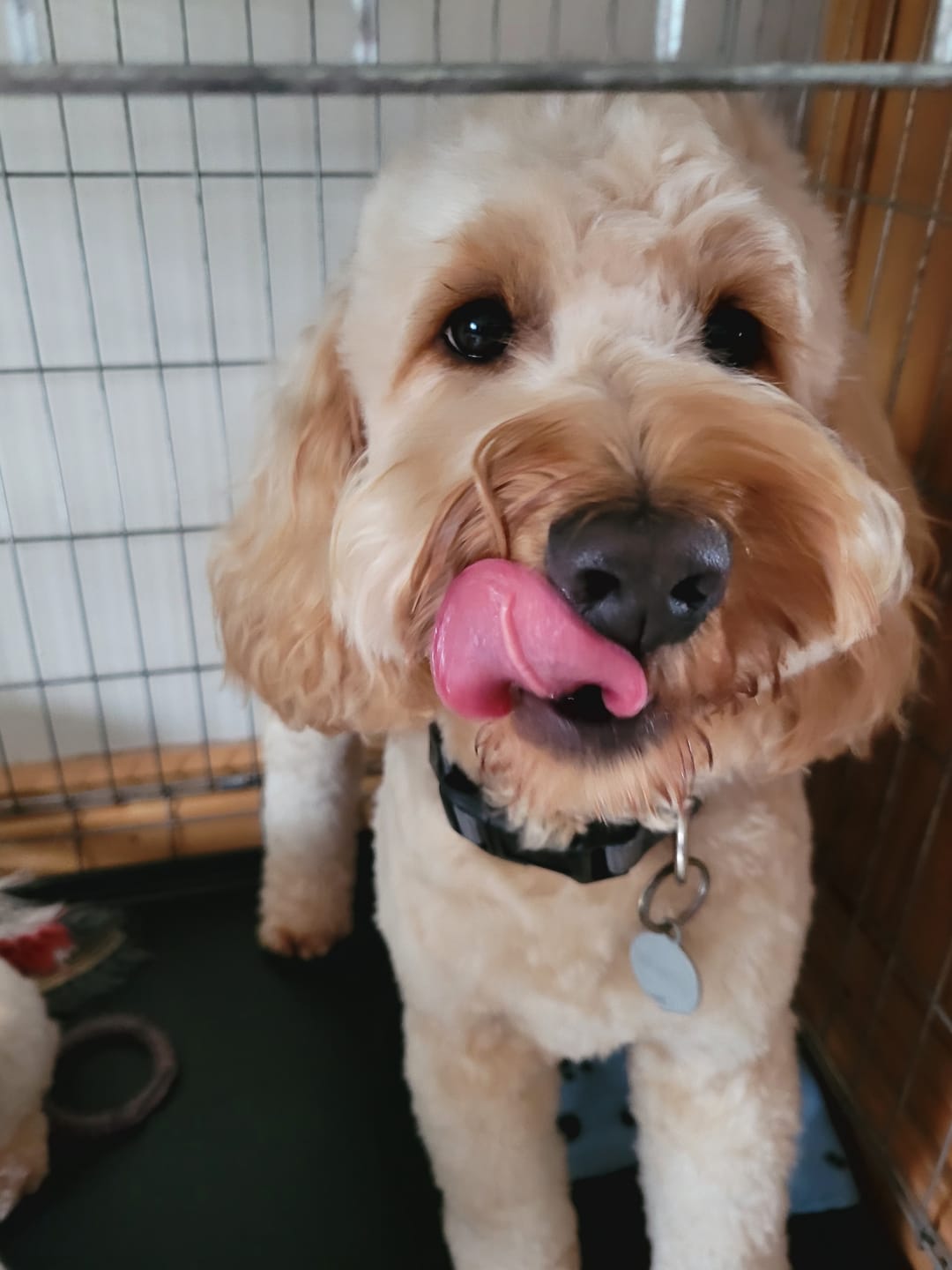 Customer photo review of Spare Collar for Wireless Dog Fence (KD661C)