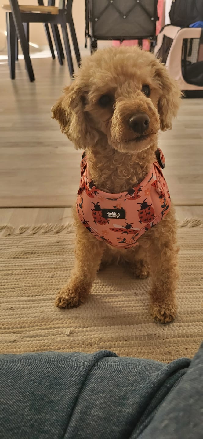 Customer photo review of Adjustable Dog Harness - Snug As A Lady Bug