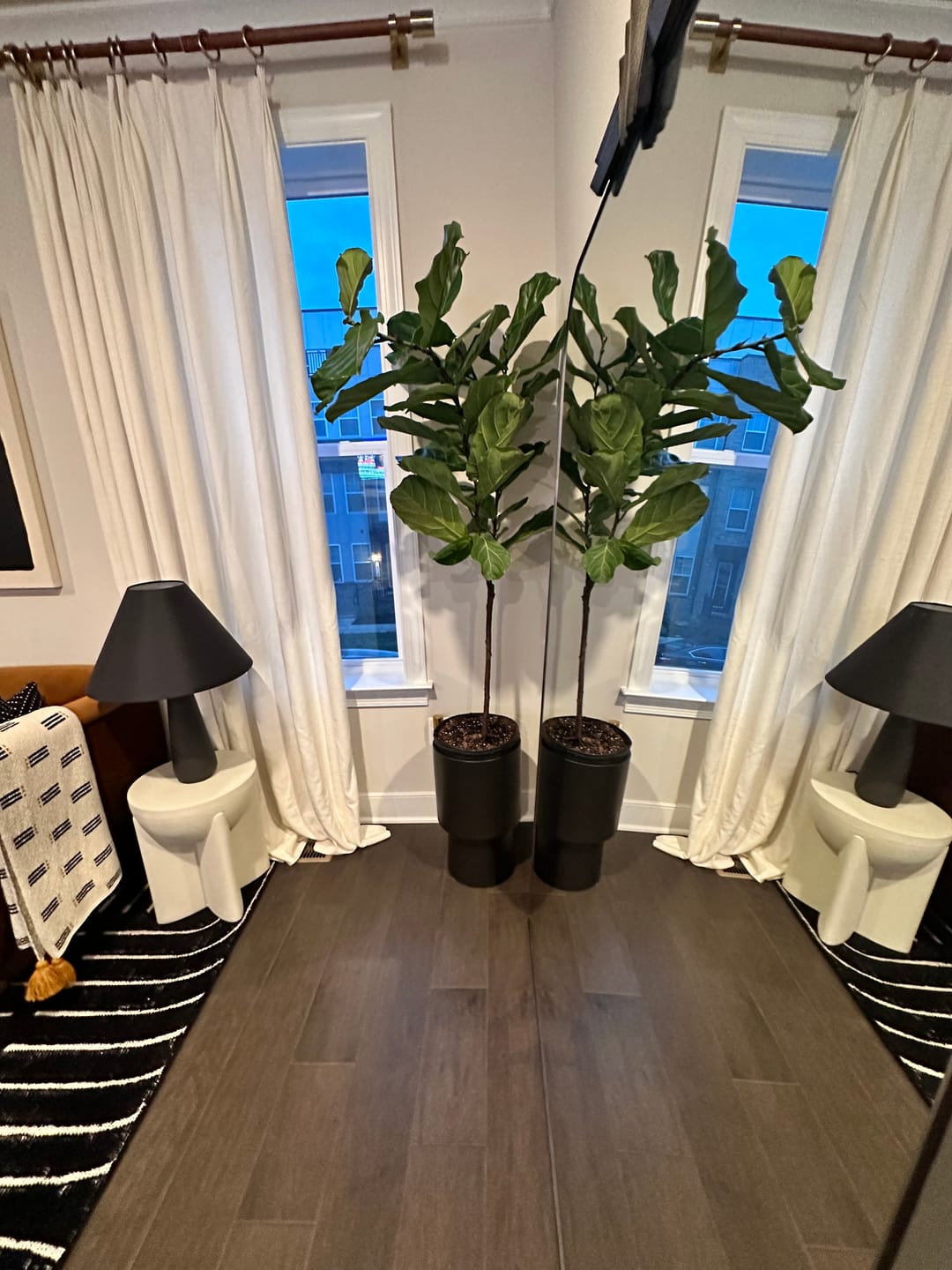 Customer photo review of Fiddle Leaf Fig (Ficus Lyrata)