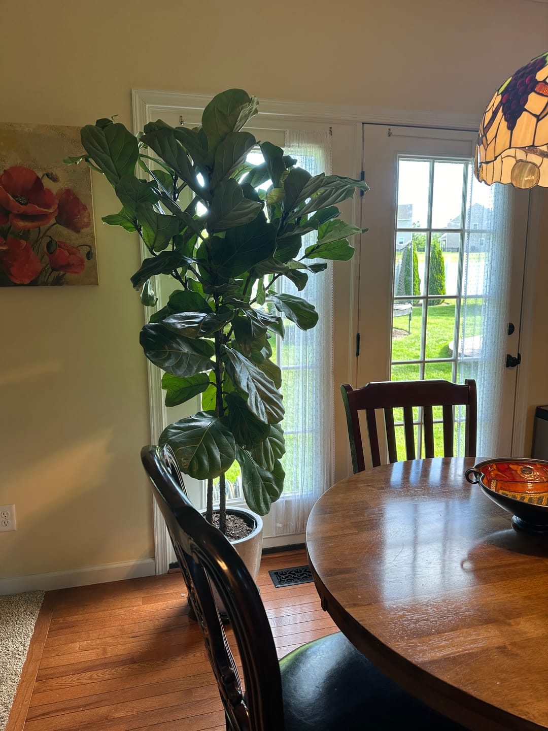Customer photo review of Fiddle Leaf Fig (Ficus Lyrata)