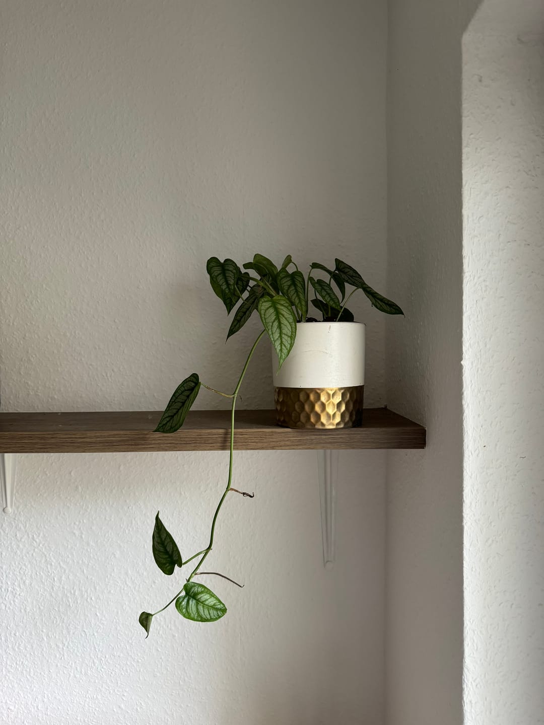Customer photo review of MONSTERA SILTEPECANA