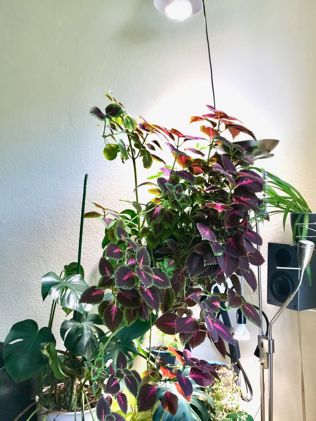 Customer photo review of Pflanzenlampe Sansi LED