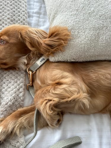 Customer photo review of Matcha┃Bouclé Collar