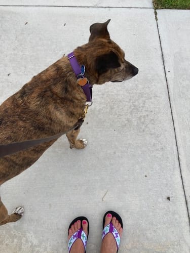 Customer photo review of Butterfly Garden