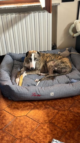 Customer photo review of Divanetto Cotone Vichy Navy