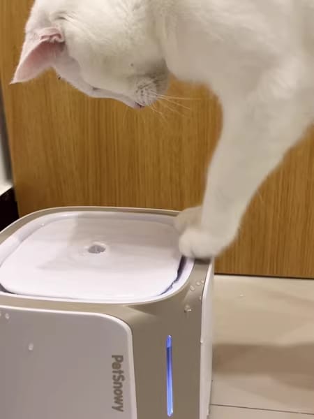 Customer photo review of Pet Water Fountain