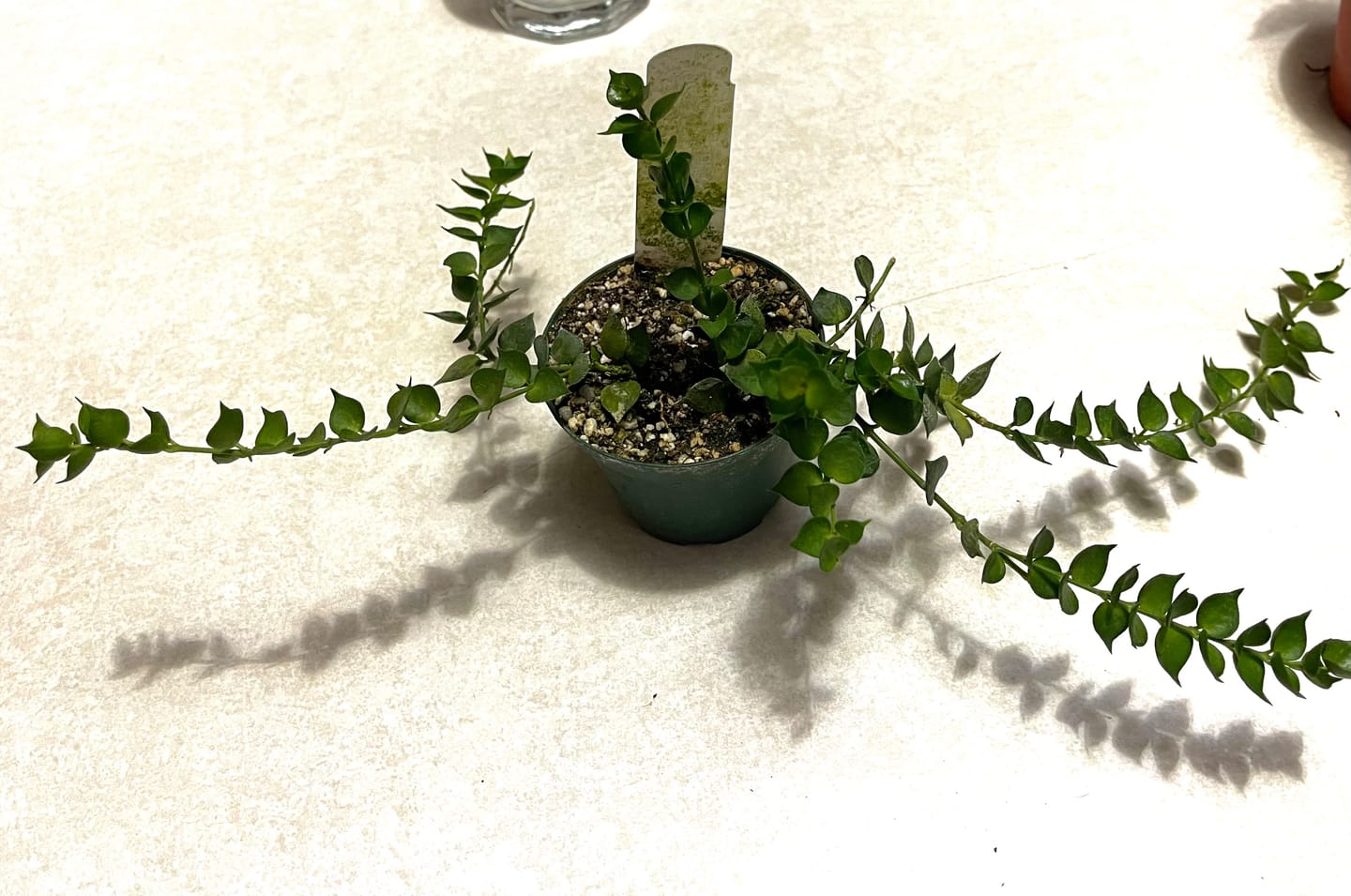 Customer photo review of Dischidia ruscifolia "Million Hearts"