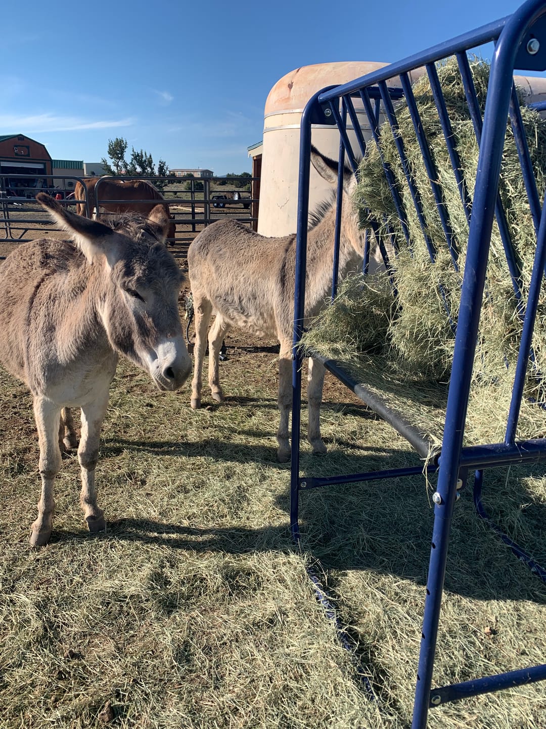 Customer photo review of Adjustable Height Hay & Grain Feeder