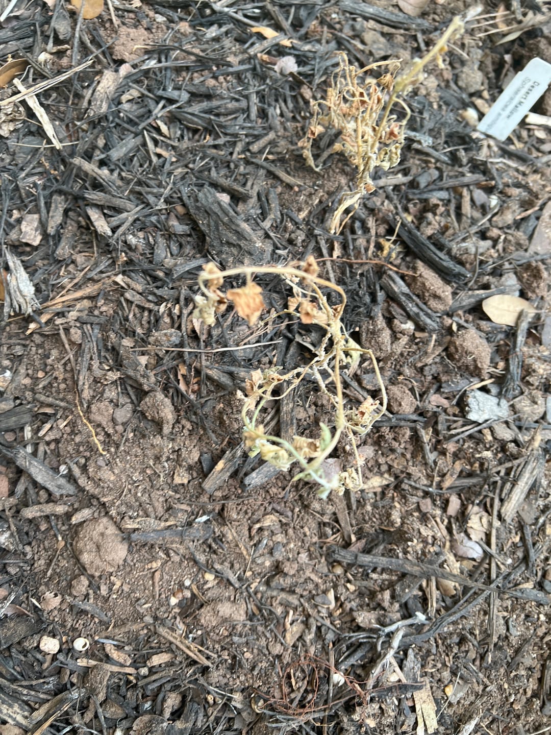 Customer photo review of Desert Mallow