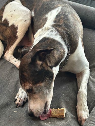 Customer photo review of Pig Snouts - tough chew!