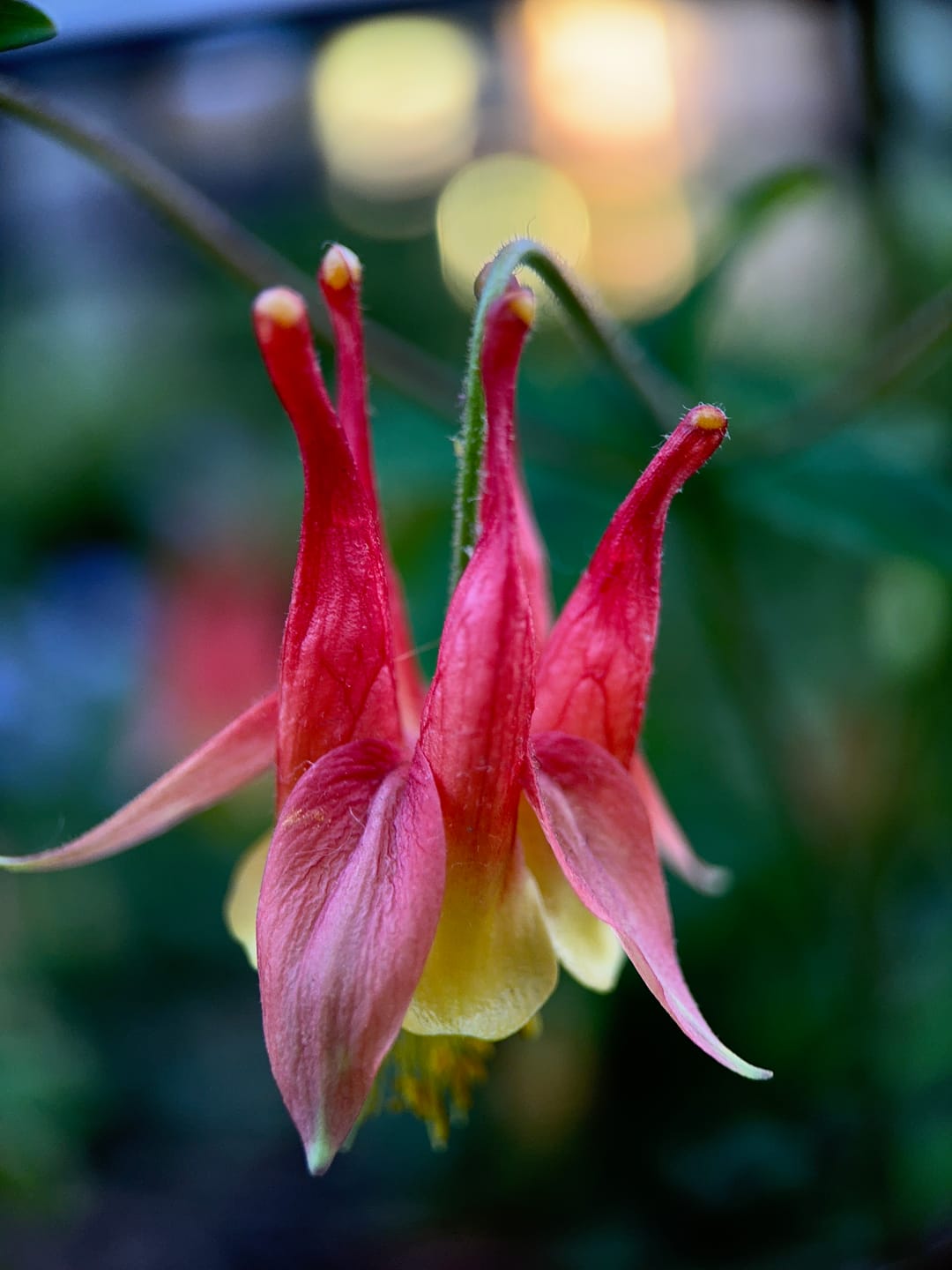 Customer photo review of Pro Series - Macro Lens