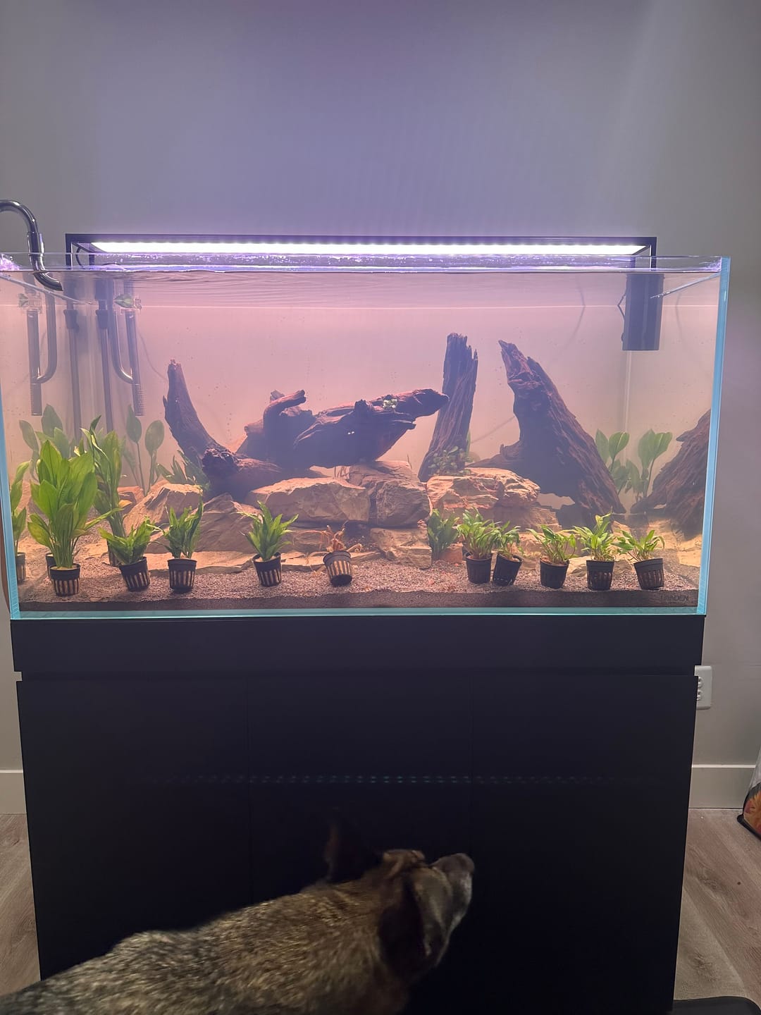 Customer photo review of Chihiros WRGBII SLIM EDITION (Built-in Bluetooth) Mobile app Control Sunrise and Sunset Modes Built-in Multiple Modes Customized Modes High Intensity Helps Plants Show Color