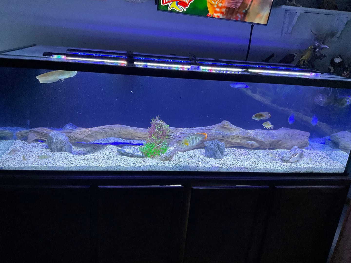Customer photo review of Fritz Glass Cleaner 8 oz