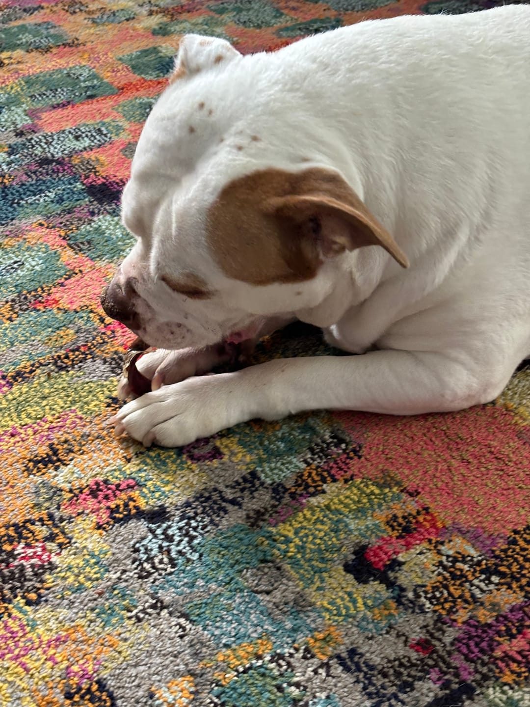 Customer photo review of 6 Inch Beef Jerky Strip