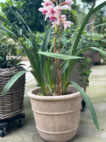 Customer photo review of Reuben Planter