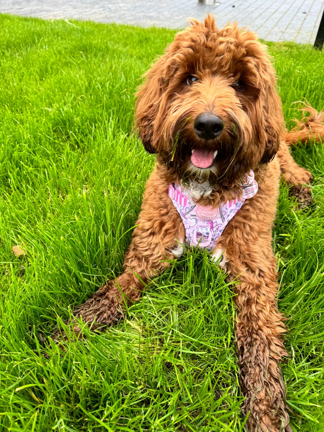 Customer photo review of Tough Trails™ Harness - Piglet