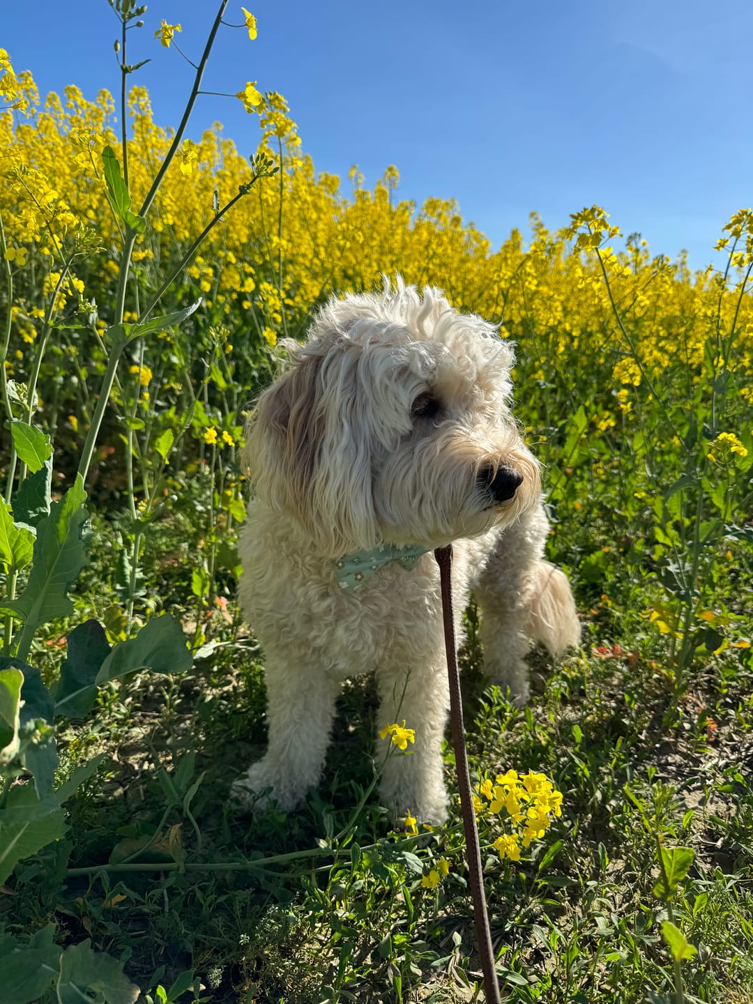 Customer photo review of Fluga - Flower Power