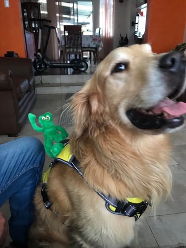 Customer photo review of FIDA No Pull Harness