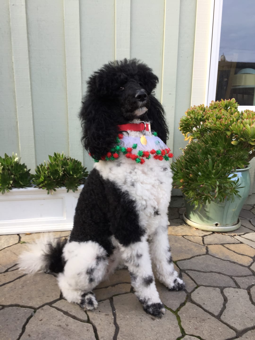 Customer photo review of Rabbit Mix