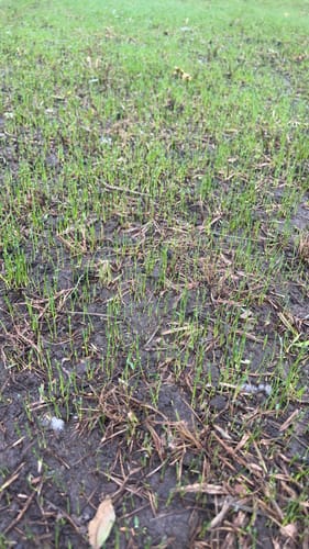 Customer photo review of GCI Turf Type Tall fescue Grass Seed