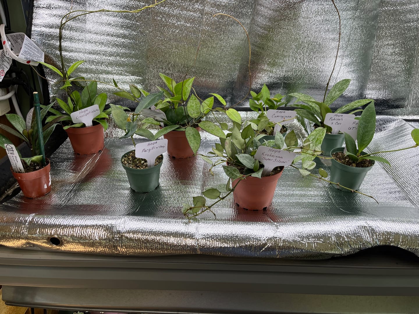 Customer photo review of Hoya pubicalyx x carnosa