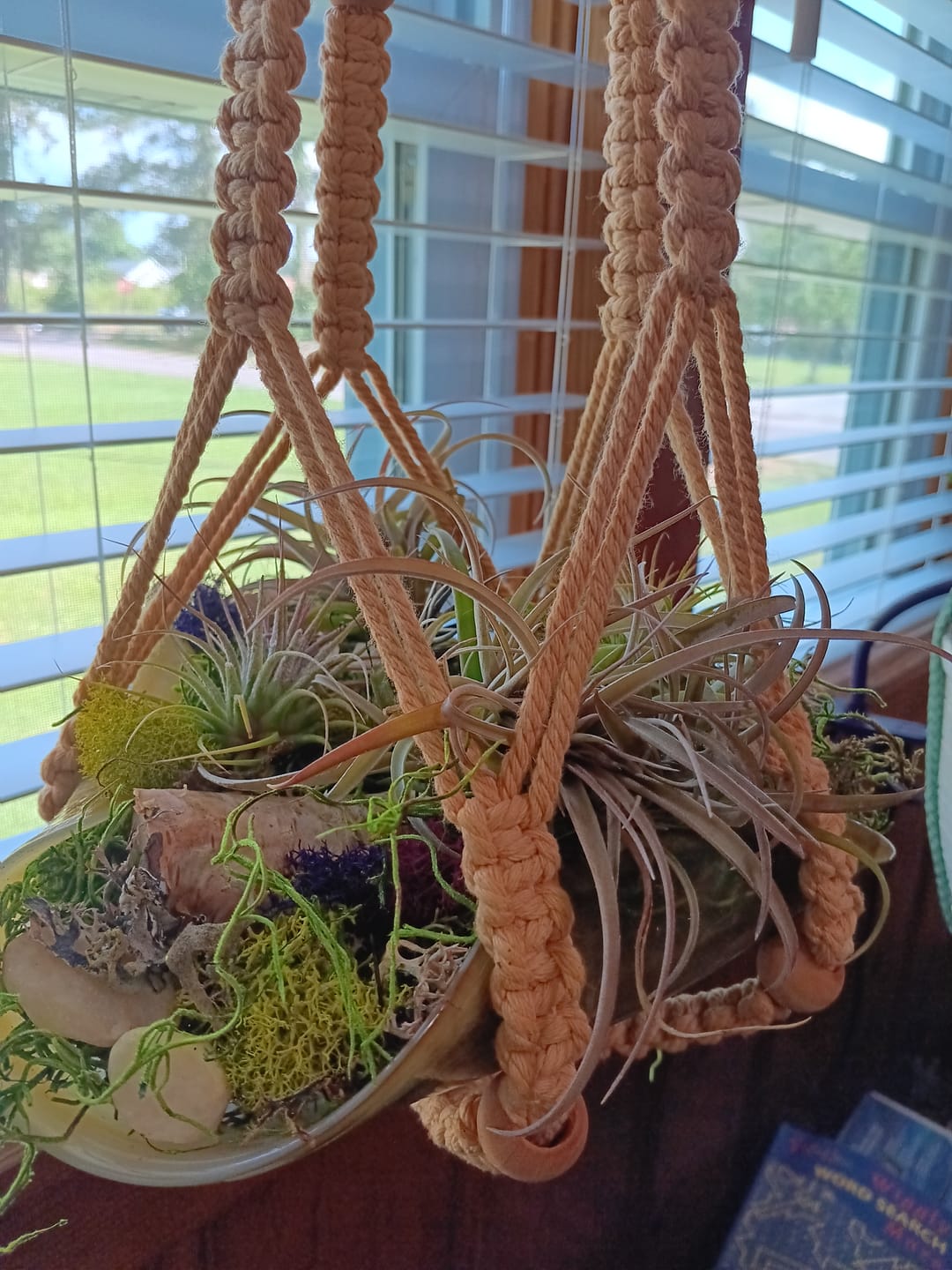 Customer photo review of 3 Air Plants & Fertilizer  Great Starter Mix