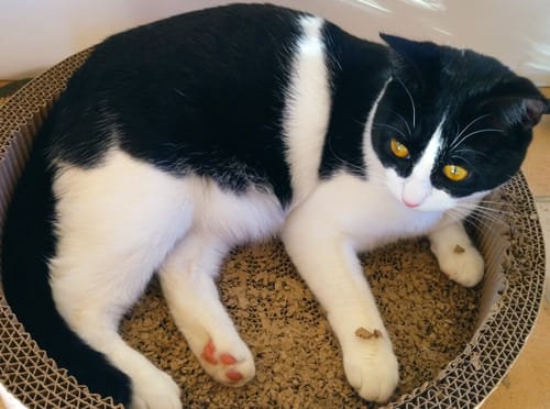 Avis photo d'un client sur Croquettes Chat Stérilisé Sans Céréales - Saumon