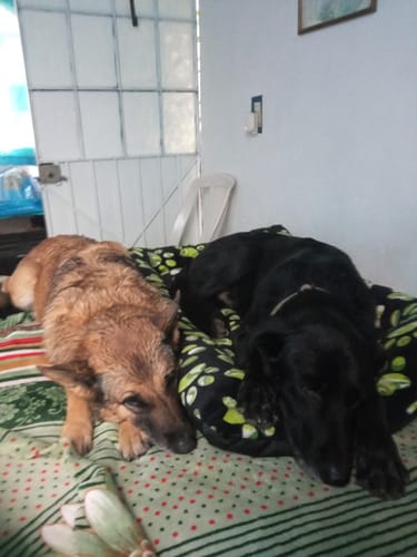 Customer photo review of Simparica TRIO® 3 Tabletas