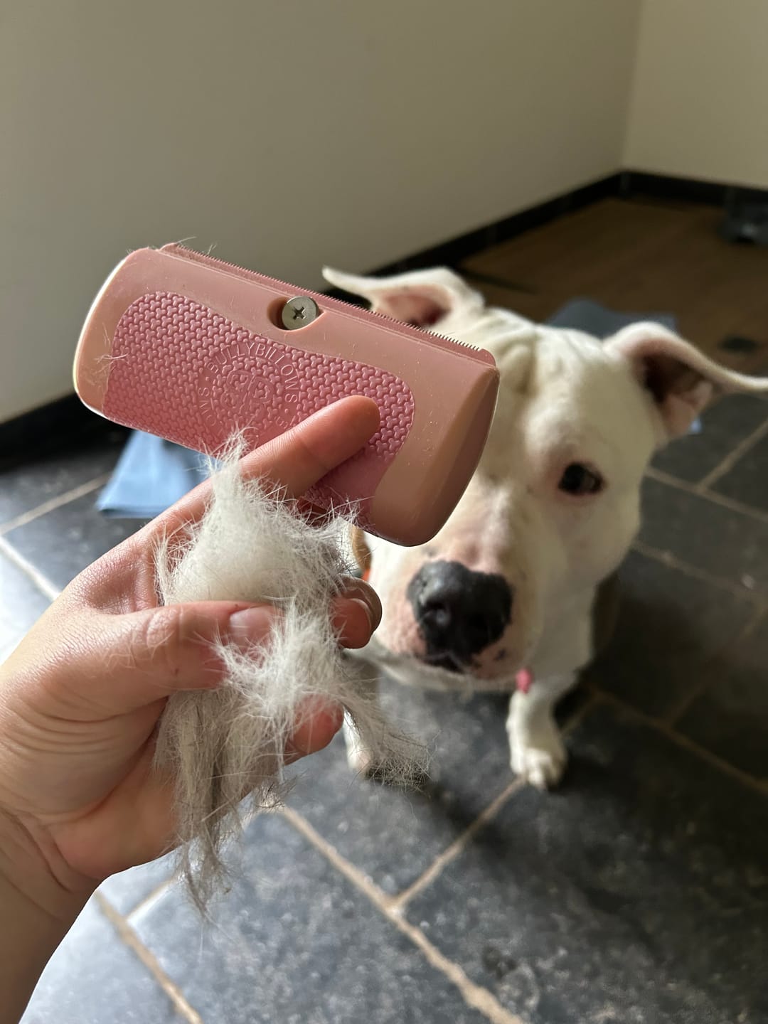 Customer photo review of BullyBillows Complete Animal Deshedding Kit - Pink