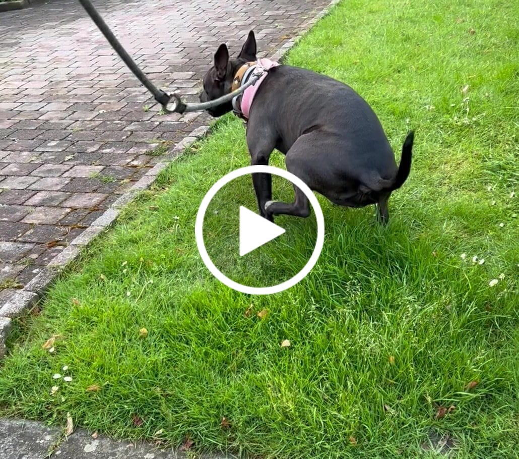 Customer video review of 4cm Slip on Collar | Soft Padded & Reflective - Pink v2.0