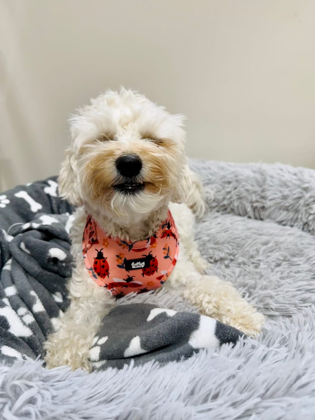 Customer photo review of Adjustable Dog Harness - Snug As A Lady Bug