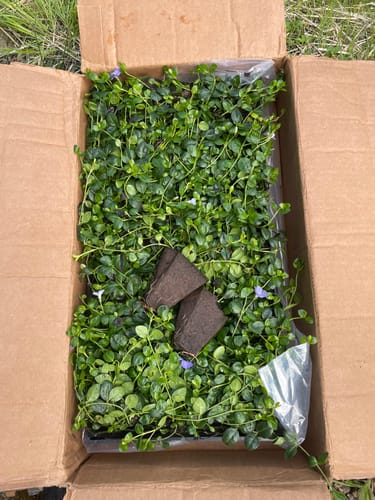 Customer photo review of Vinca Minor Bowles 50 count Flat