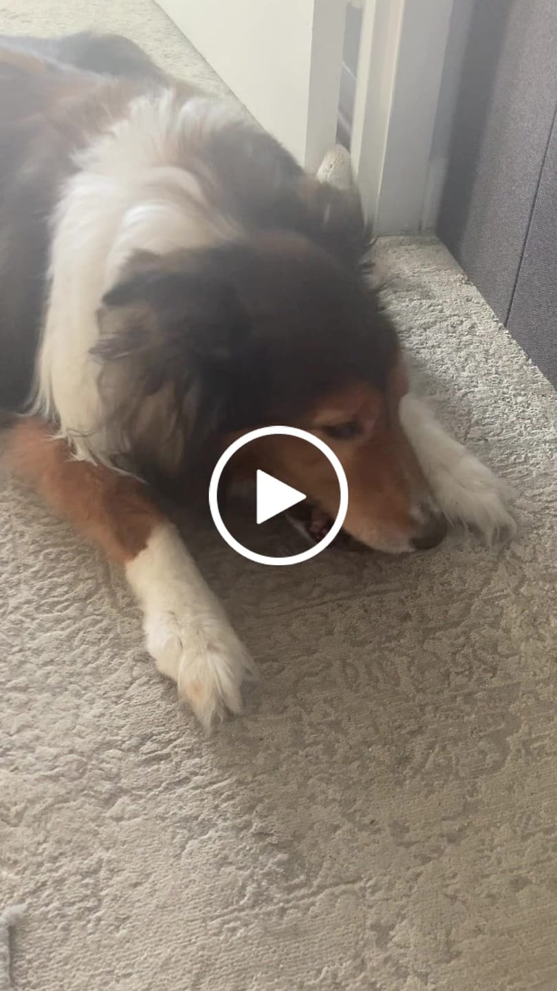 Customer video review of Smoked Beef Marrow Bones