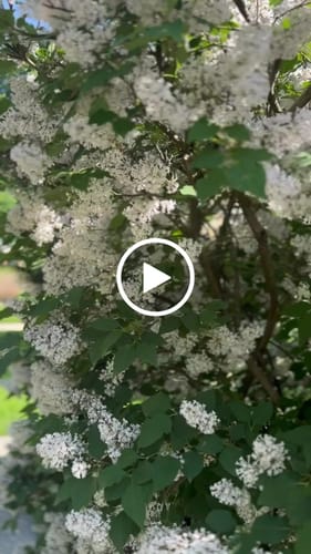 Customer video review of Chasteberry Liposomal