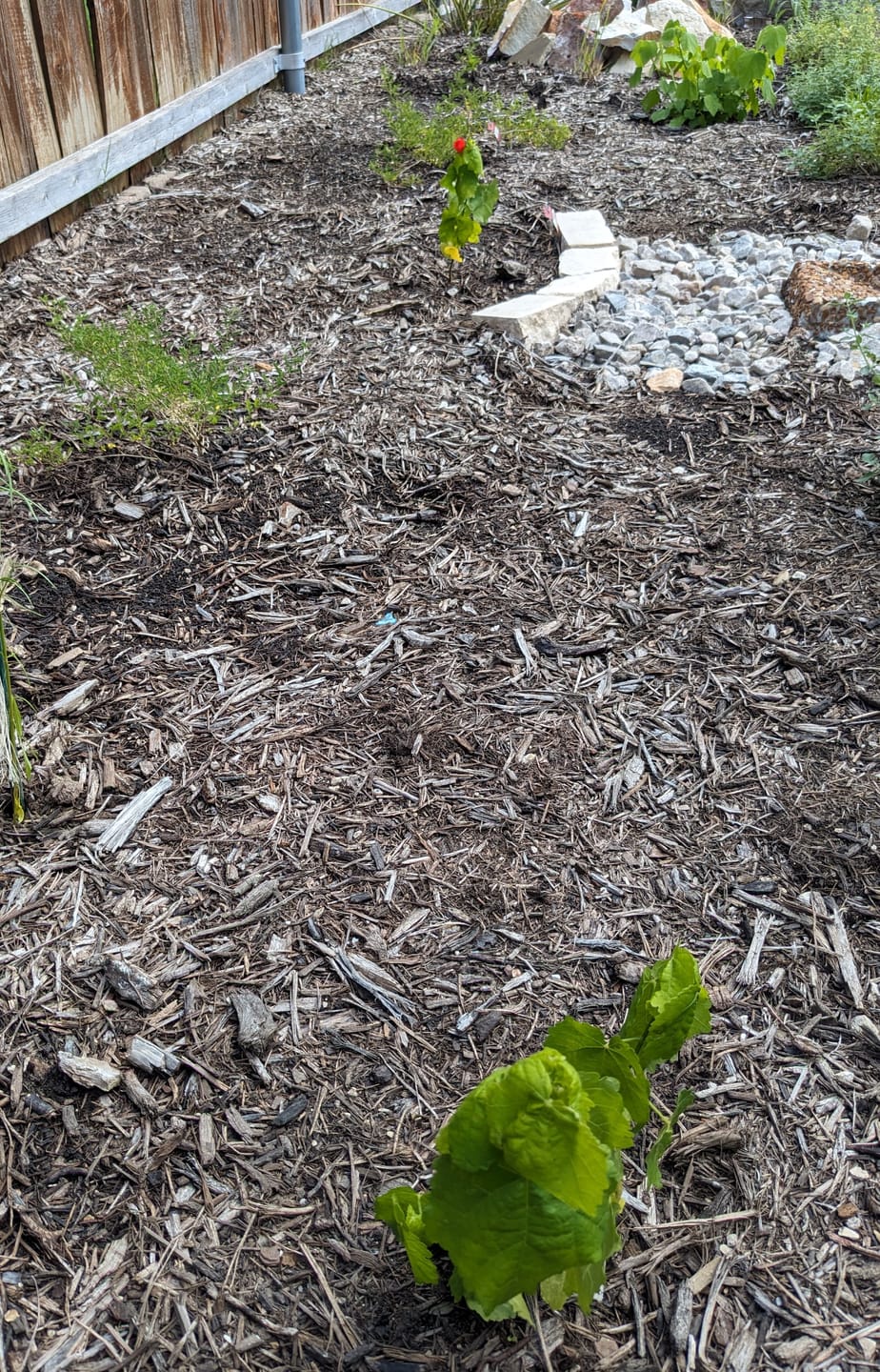 Customer photo review of Turk's Cap