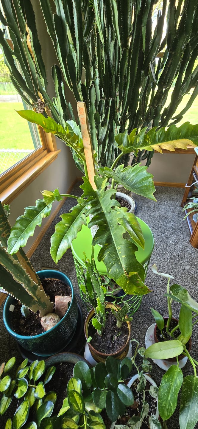 Customer photo review of Philodendron Ring of Fire Variegated