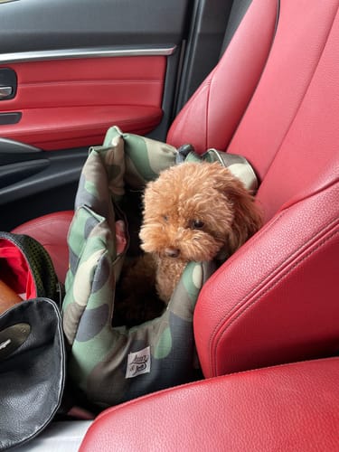 Customer photo review of Trasportino Camouflage e Fluo