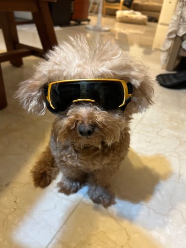 Customer photo review of 中小型犬專用 寵物炫俏眼鏡 寵物眼睛防護 寵物護目鏡