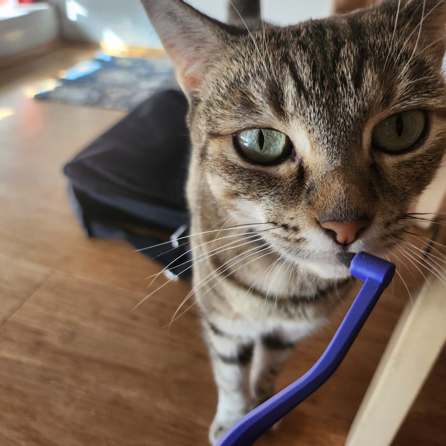 Customer photo review of RYERCAT Dual Sided Cat Toothbrush (Australia)