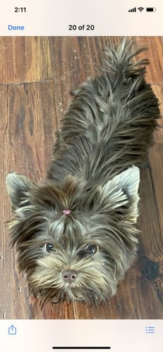 Customer photo review of Freeze Dried Raw Beef Entree/Topper