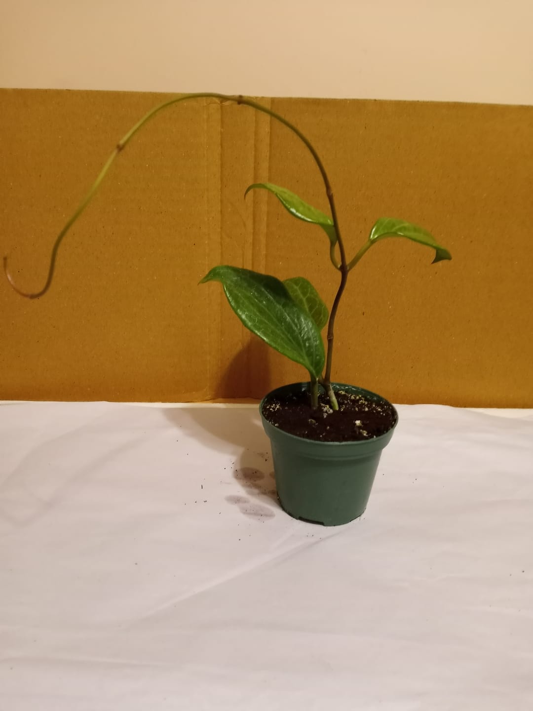 Customer photo review of Hoya quinquenervia