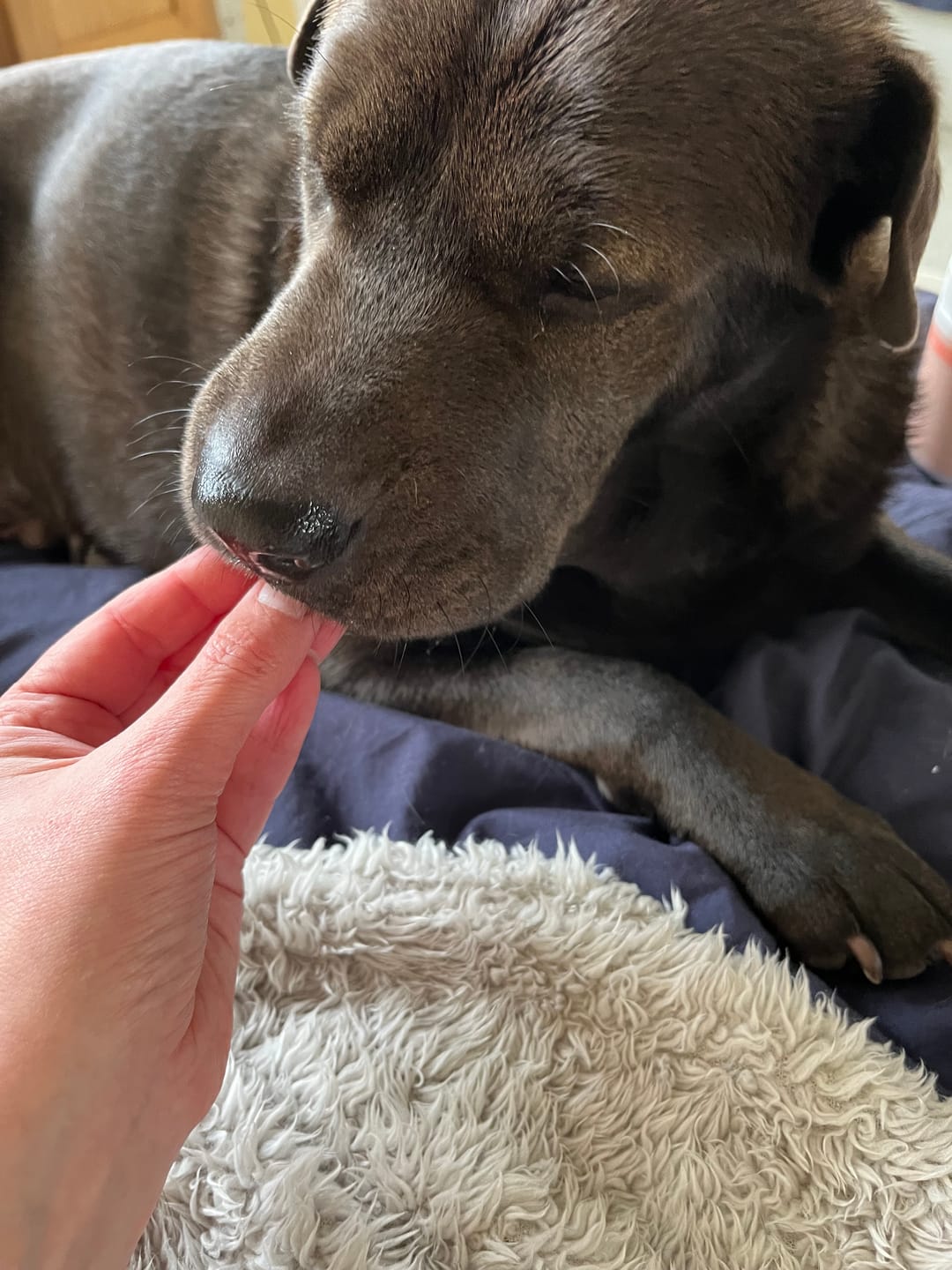 Customer photo review of Itch Relief Treats