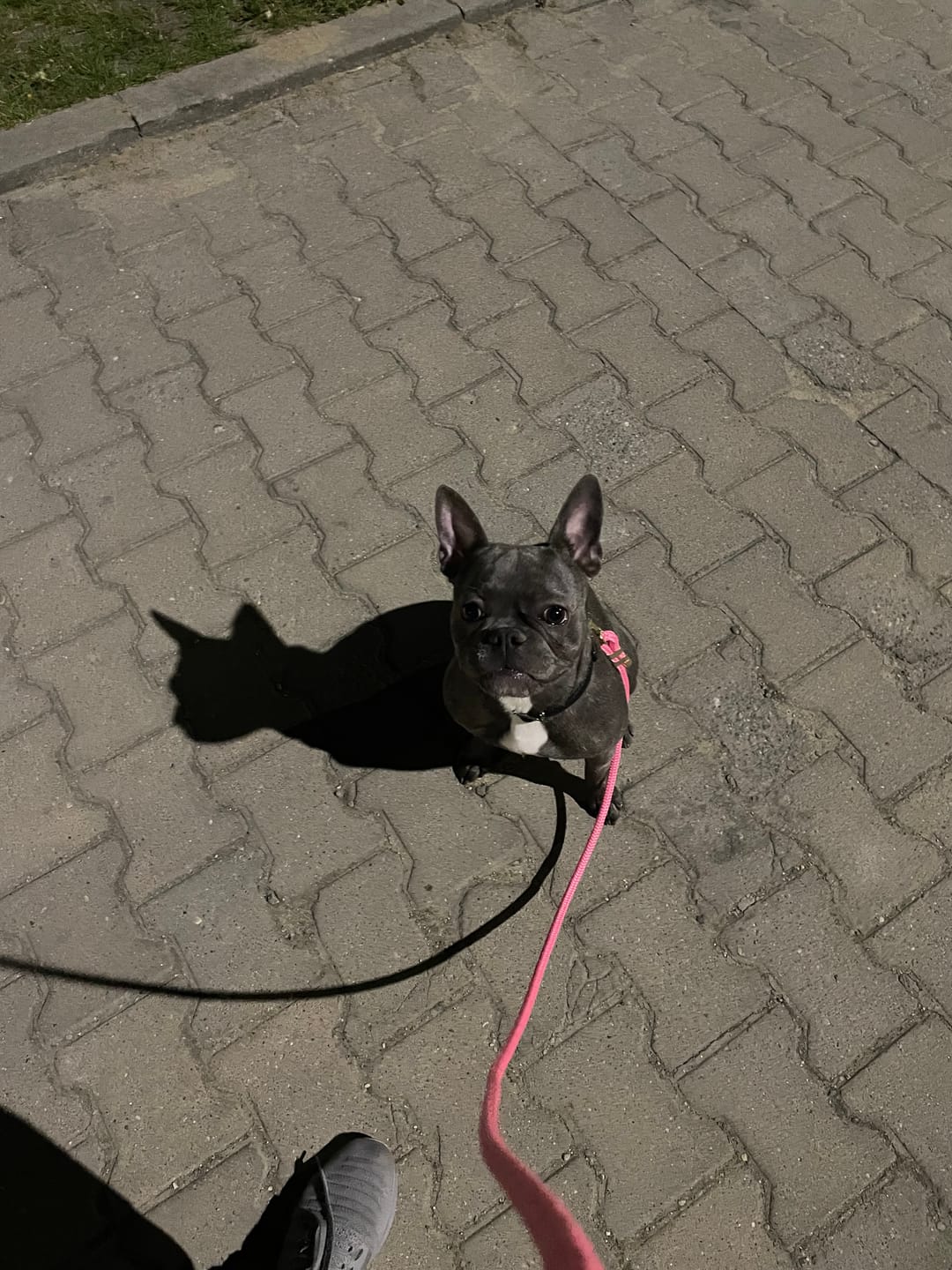 Customer photo review of Smycz linowa "Girly Pink" - złote okucia