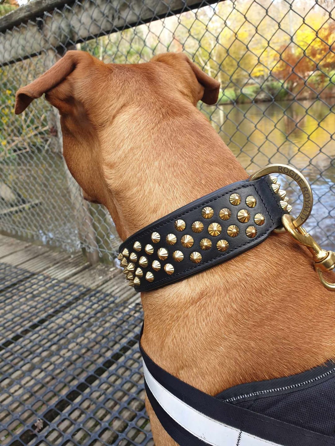 Customer photo review of Hand Made Leather Dog Collar - Ruthless Black & Brass (Wide Fit)