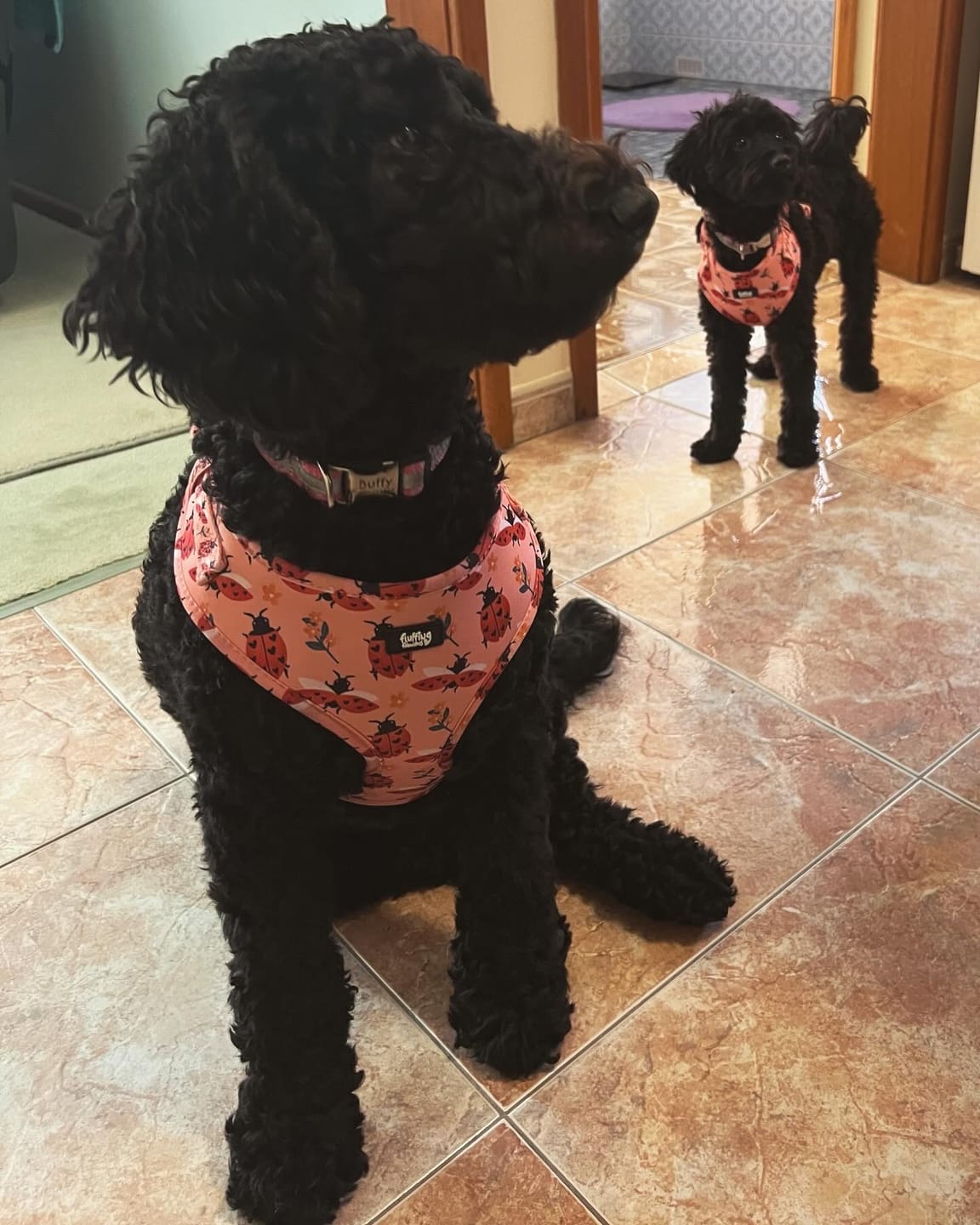 Customer photo review of Adjustable Dog Harness - Snug As A Lady Bug